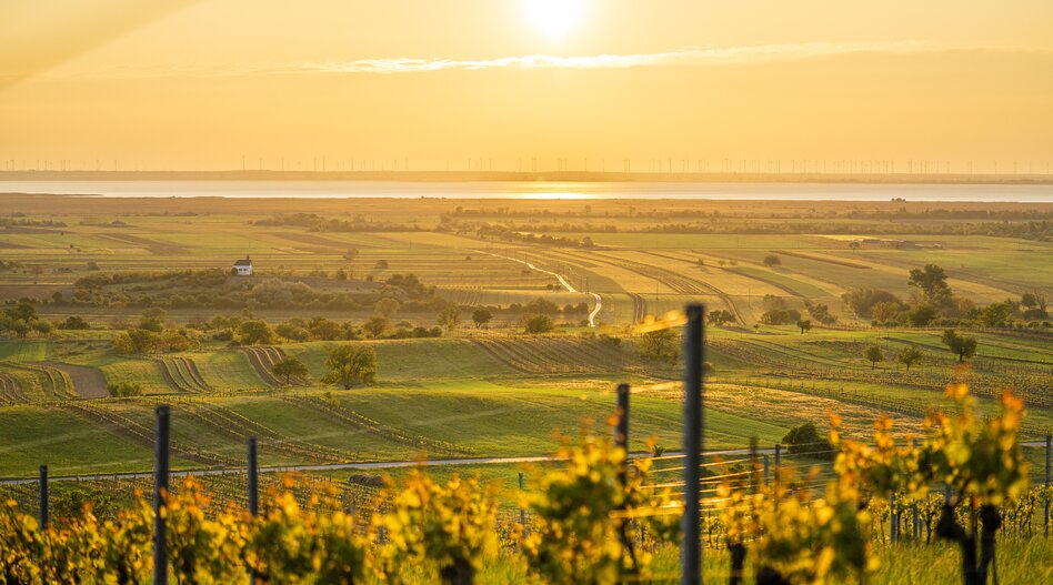 Oggau_Panorama_Neusiedlersee | © Burgenland Tourismus Birgit Machtinger Ferienreise railtour Burgenland | © Burgenland Tourismus Birgit Machtinger