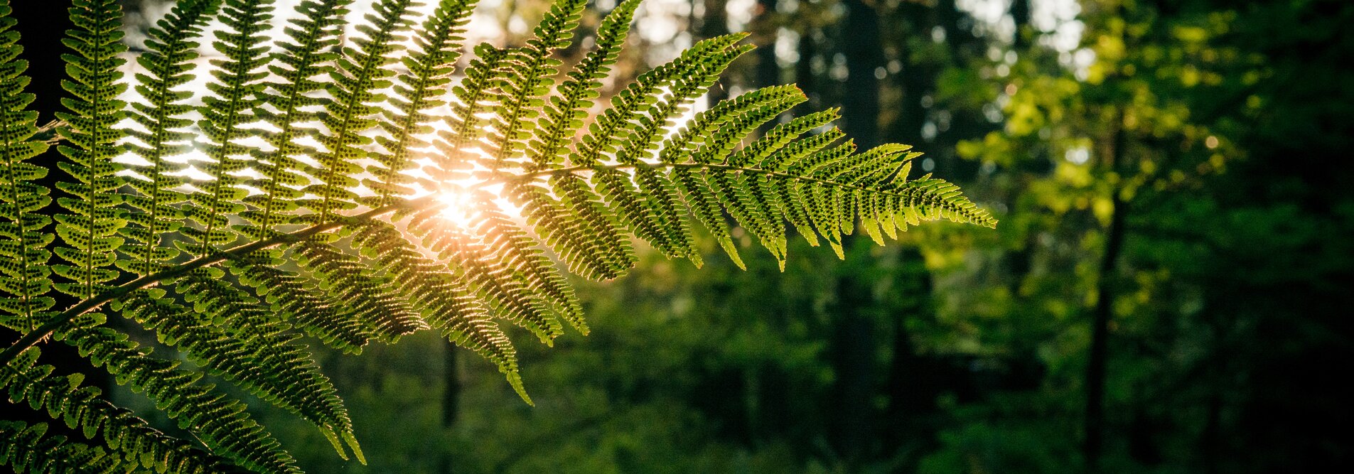 durabilité | © shutterstock / 1190139652