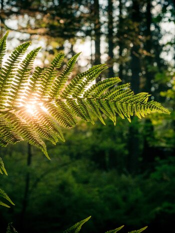 Nachhaltigkeit | © shutterstock / 1190139652