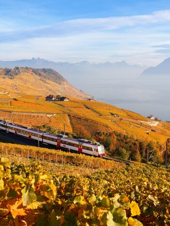 Ein Zug fährt durch herbstliche Rebberge. 