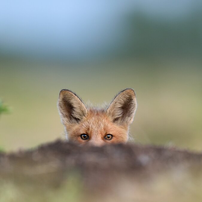 Fuchs versteckt sich in der Natur