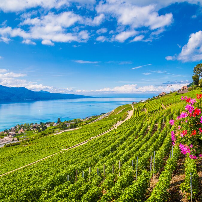 Lavaux, Rebberge | © Shutterstock 314149691