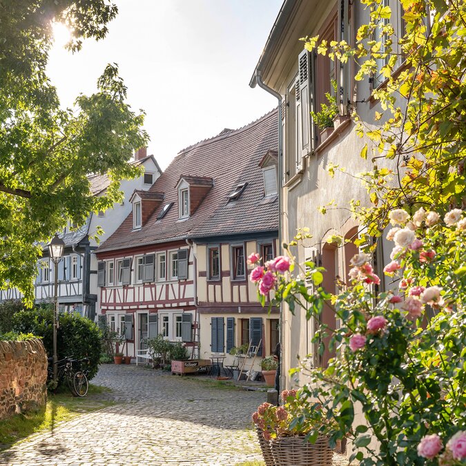 Historische Altstadt von Frankfurt-Höchst mit Fachwerkhäusern, kopfsteingepflasterter Gasse, blühenden Rosen und grünen Bäumen im Sonnenschein. | © #visitfrankfurt, plazy, Isabela Pacini
