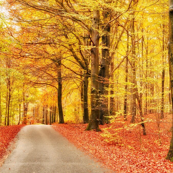 Marselisborg Wald in Aarhus, Dänemark | © shutterstock_2519760429 Marselisborg Wald im Herbst in Dänemark | © shutterstock_2519760429