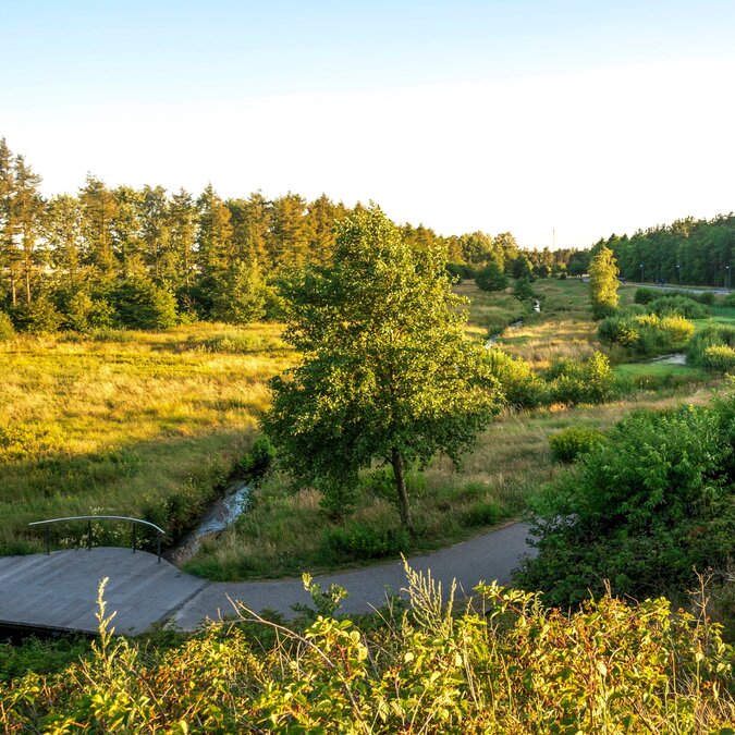 Panoramablick auf eine offene Wiese mit Bäumen und Wanderweg durch den Skulpturenpark, Billund, Dänemark | © shutterstock_2659446299