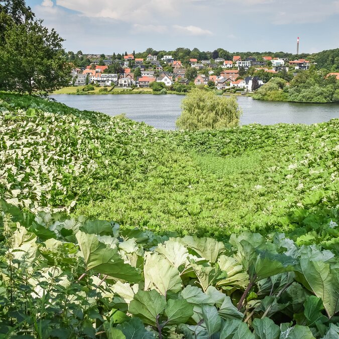 Végétation luxuriante et cours d'eau dans la réserve naturelle de Sortebro et Plovfuren à Kolding, une oasis de calme pour se promener et se détendre au cœur de la ville. | © Shutterstock / 2581226637