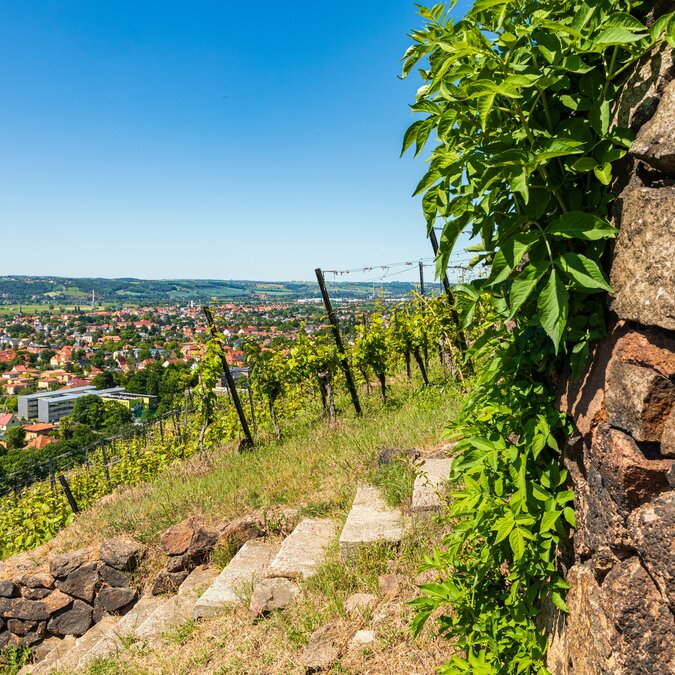 Weinberg auf der sächsischen Weinroute in Radebeul bei Dresden, Sachsen | © Shutterstock 1892441248