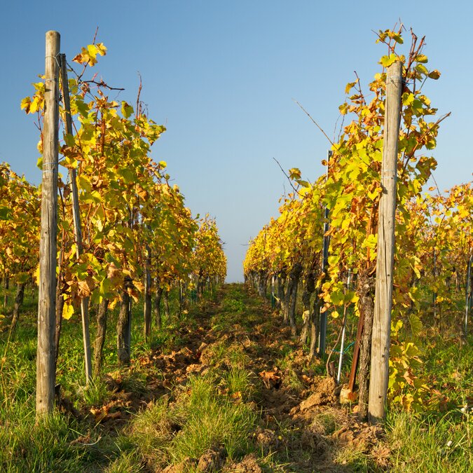 Farbige Reben bei der Spätlese in einem Weinberg in Eguisheim, in der Nähe von Colmar, Elsass, Frankreich | © Shutterstock 237384877