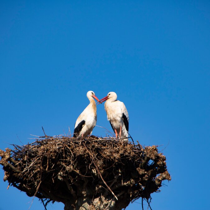 Ein Paar Störche in ihrem Nest | © shutterstock 2370125739