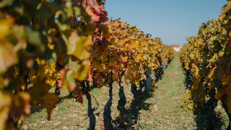 Weinberg in Dijon | &copy; Shutterstock 1103809706