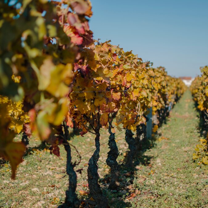 Vineyard of Dijon | © Shutterstock 1103809706