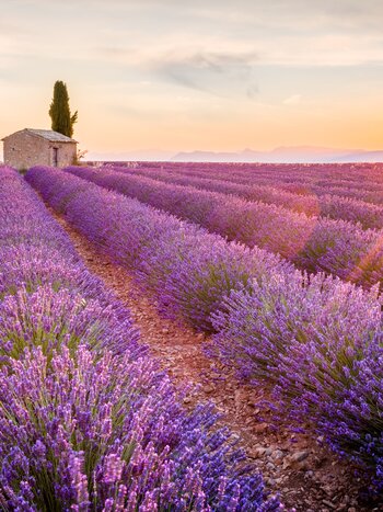 Champ de lavande en fleurs dans la Provence | © Shutterstock 320733584