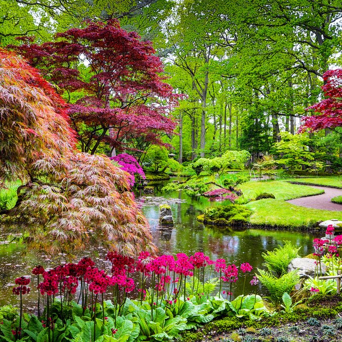 Traditioneller japanischer Garten in Den Haag | © shutterstock_650471434