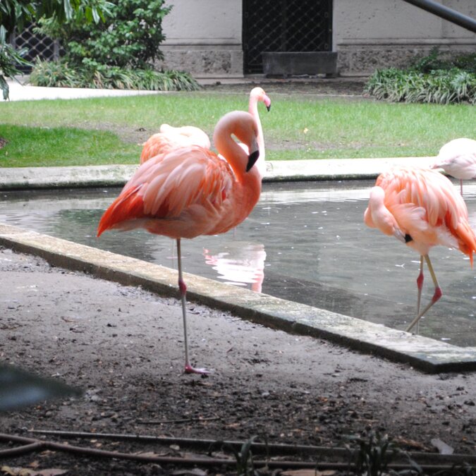 Flamingos in Mailand; unerwartete Begegnungen im Herzen von Mailand | © Shutterstock 1268032264