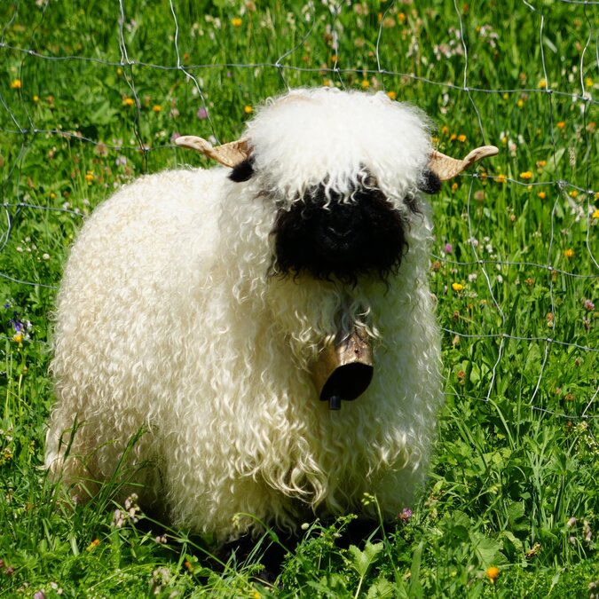 Switzerland Valais - Blacknose sheep